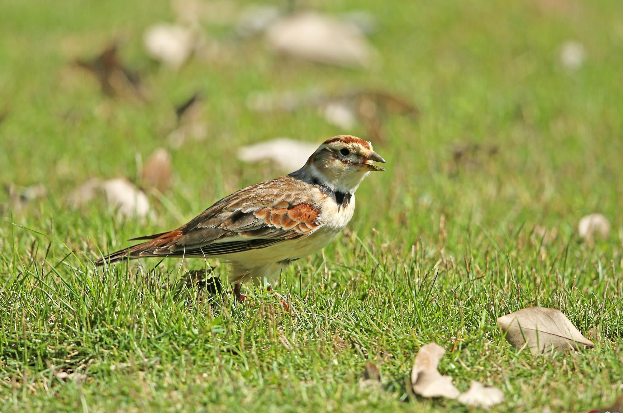  p>二斑百灵(学名:melanocorypha bimaculata)为百灵科百灵属的鸟类.