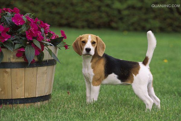  p>米格鲁猎兔犬又称为"比格犬",是世界名犬犬种之一,在分类上属于