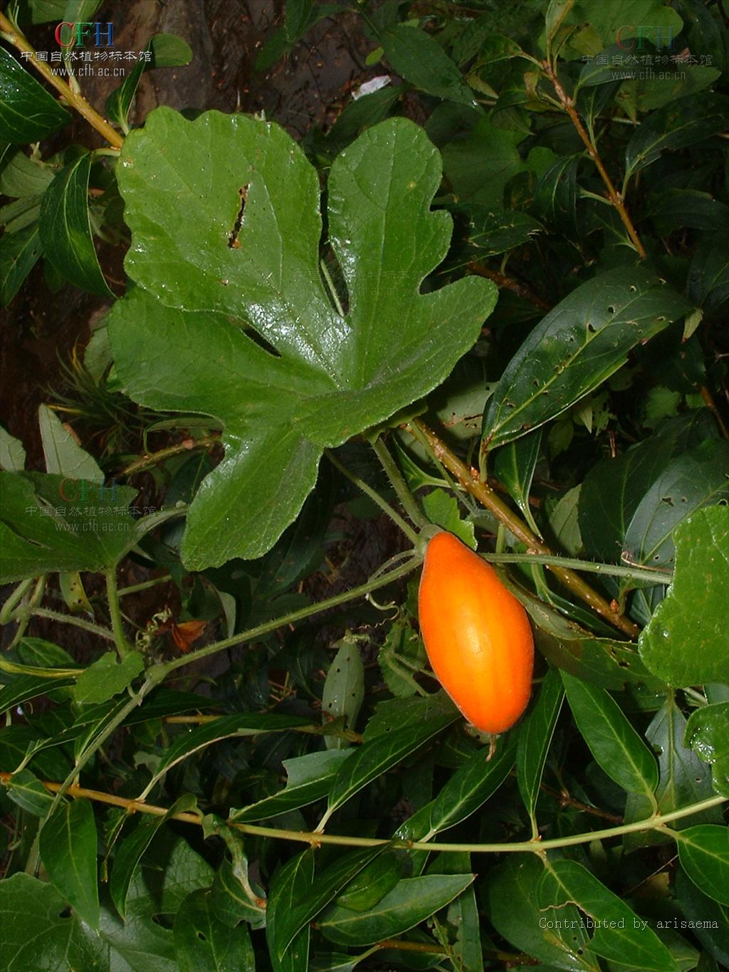 ">葫芦科 /a>山苦瓜属一年生攀援草本植物,多分枝,卷须不分枝;叶互生