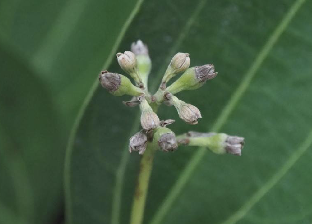  p>兰屿肉桂(学名: i>cinnamomum kotoense /i> kanehira et sasaki)
