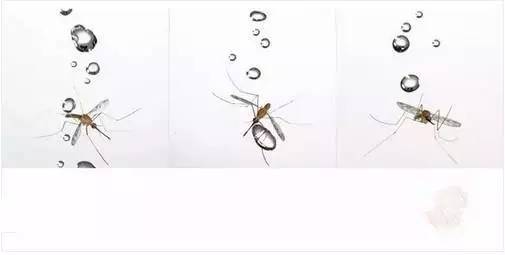 为什么蚊子不会被雨砸死