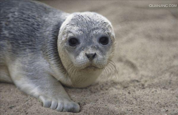 海豹
