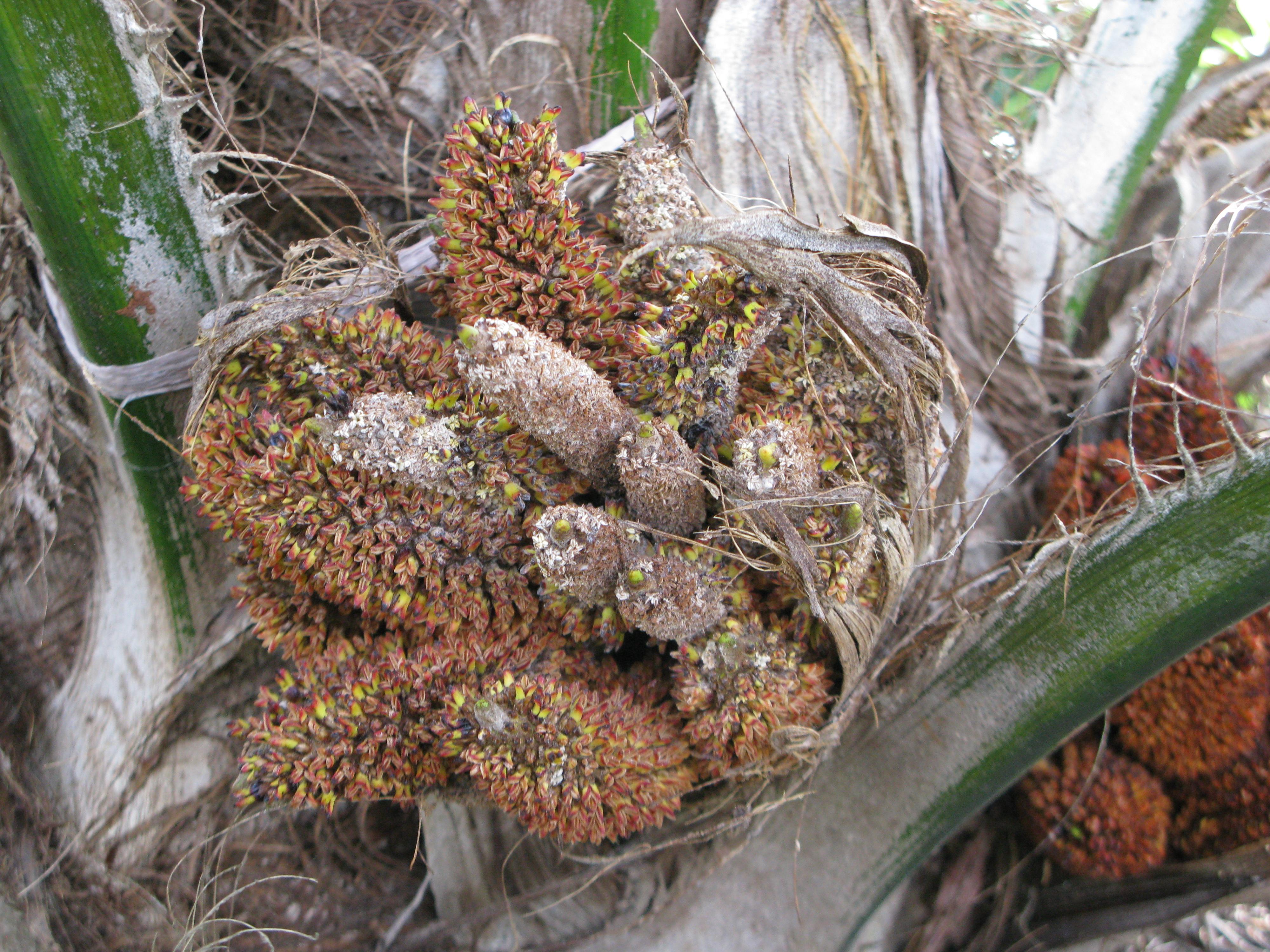 是棕榈科,油棕属直立 a href="#" data-lemmaid="33239">乔木 /a>状