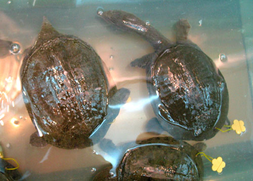  p>清溪花鳖主要产在太湖流域一带,外表上看,其鳖纹比较大,而其他鳖