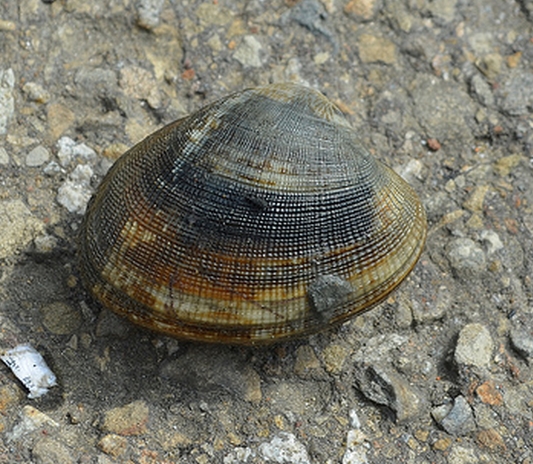  p>菲律宾帘蛤(学名: i>ruditapes philippinarum /i>):通常又称 a