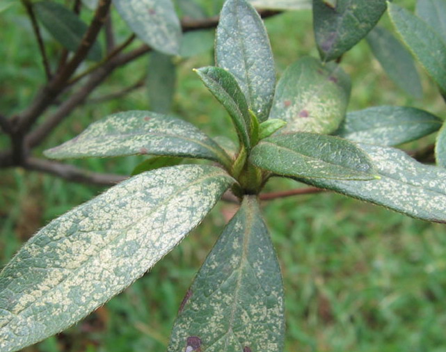  p>杜鹃花冠网蝽, i>stephanitis nashi /i> esaki et takeya,为