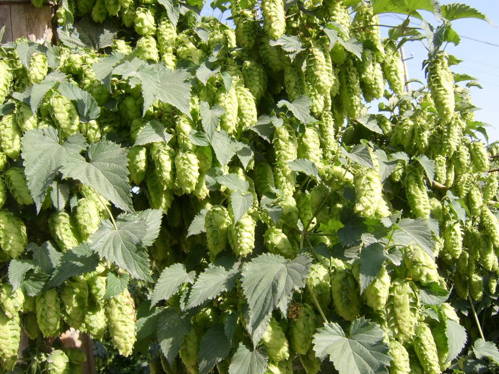  p>啤酒花(学名: i>humulus lupulus /i> linn.