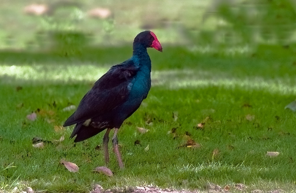  p>短翅水鸡(takahe),又称塔卡黑秧鸡或南秧鸟,产于新西兰的不能飞行