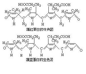  p>藻色素(phycochrome)仅存在于红藻和蓝藻中,主要包括藻红素(phyco
