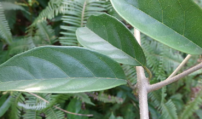  p>定心藤属,是属于 a href="#" data-lemmaid="3844546">被子植物亚