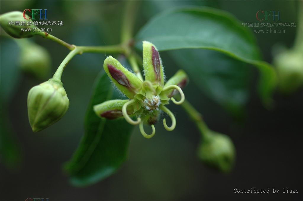 periploca sepium bunge