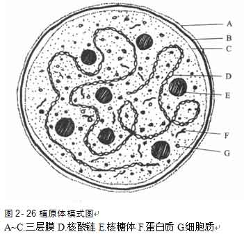 分枝体,但缺少坚硬的 a target="_blank" href="/item/细胞壁/785902"
