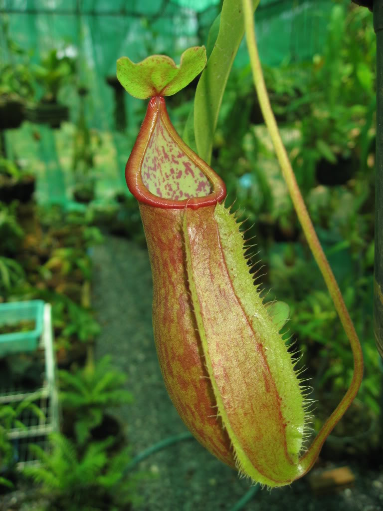 猪笼草