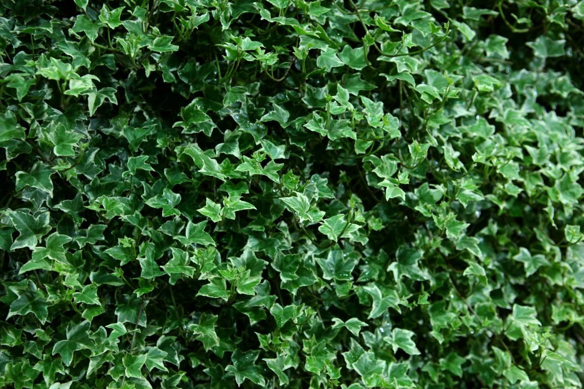  p>尼泊尔常春藤(学名: i>hedera nepalensis /i> k.