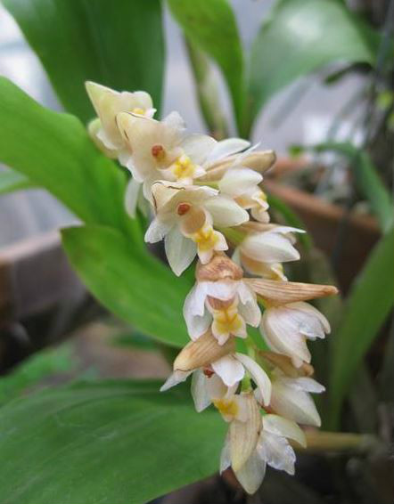  p>节茎石仙桃(学名: i>pholidota articulata  /i> lindl.