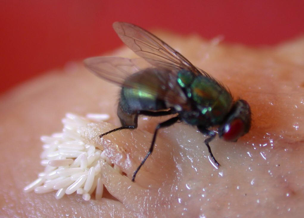 家蝇