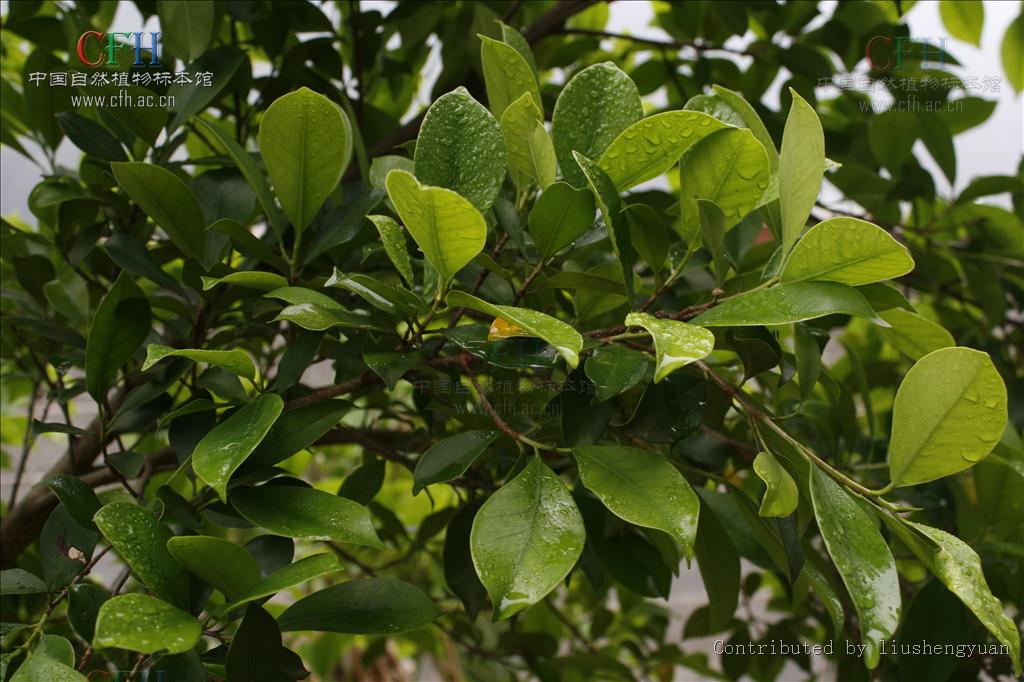 ficus microcarpa linn. f.