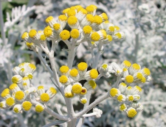 senecio cineraria dc.