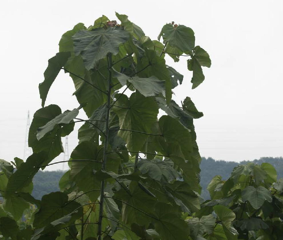  p>轻木(学名: i>ochroma lagopus  /i>swartz)是木棉科轻木属植物