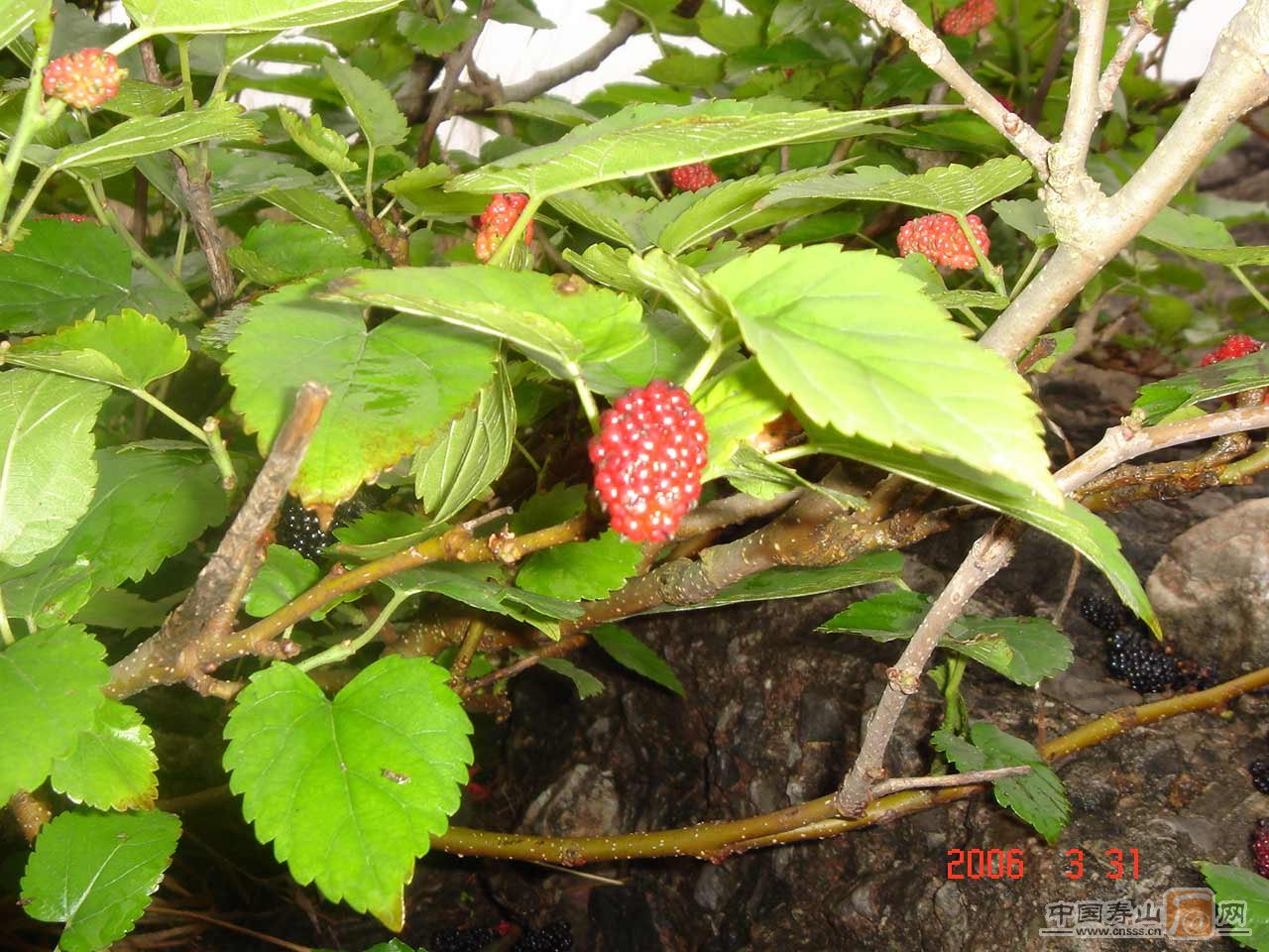  p> a href="#">桑树 /a>( i>morus alba /i> l),又名桑(本草经)家桑