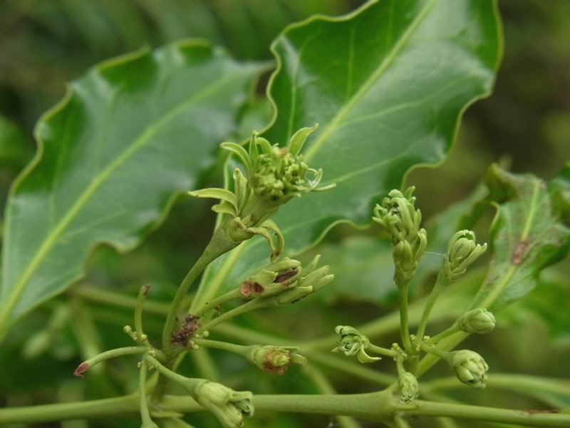 canthium simile merr.