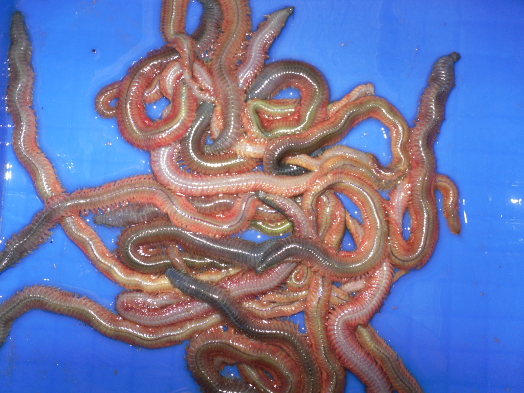  p>多毛纲是环节动物最大一个纲.