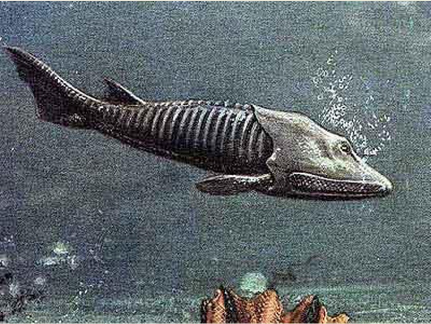  p>甲胄鱼生活在距今4亿多年到5亿年间的古生代时期.