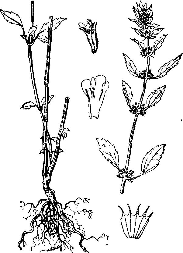 chaiturus marrubiastrum