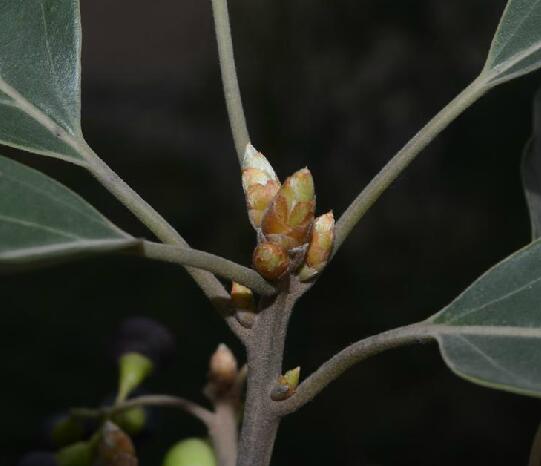  p>毛叶樟(学名: i>cinnamomum mollifolium /i> h. w.