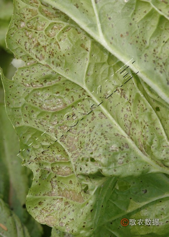 白菜叶斑病