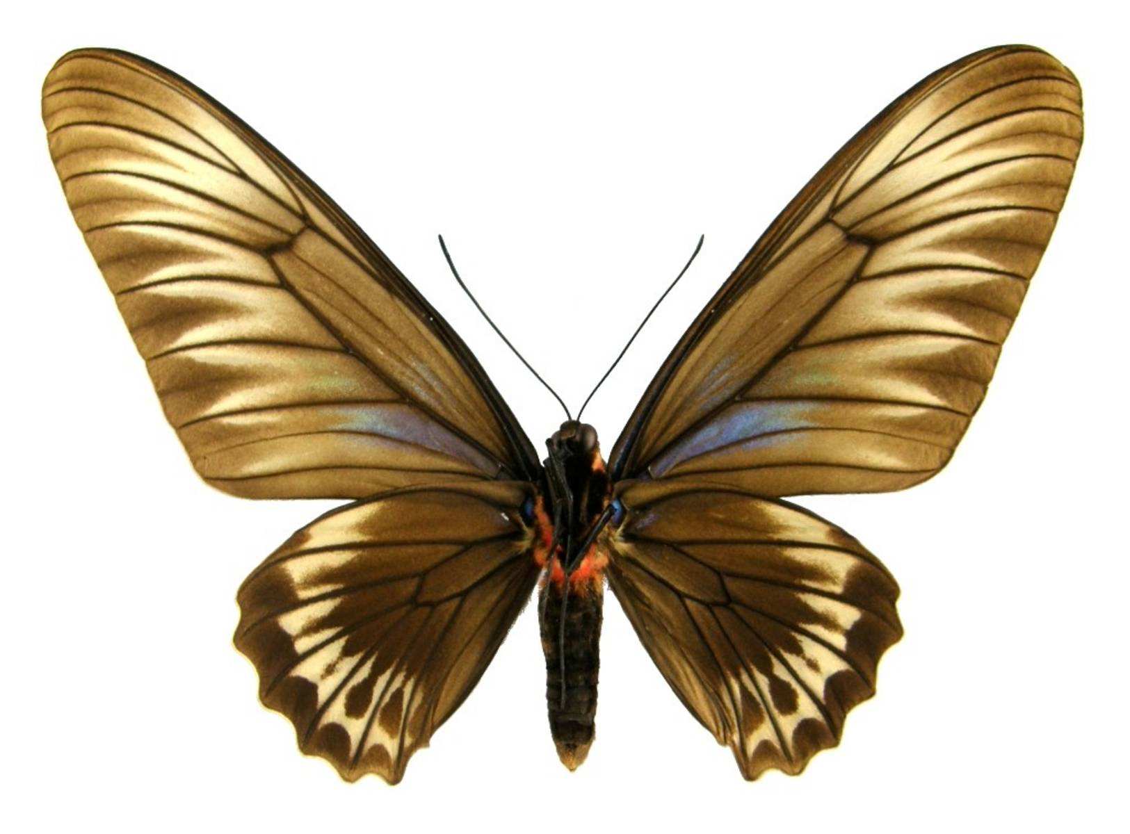 特洛伊红颈凤蝶