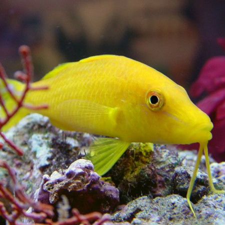  p>圆口副绯鲤(parupeneus cyclostomus)又称圆口海鲤,秋姑,须哥,羊鱼