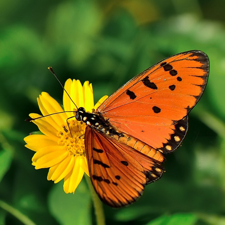  p>斑珍蝶(学名: i>acraea violae /i>):为 a href="#" data-lemmaid=