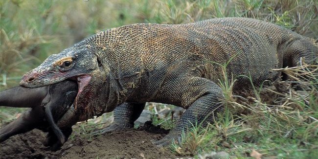  p>科莫多巨蜥,学名 b> i>varanus komodoensis /i> /b>(ouwens,1912)