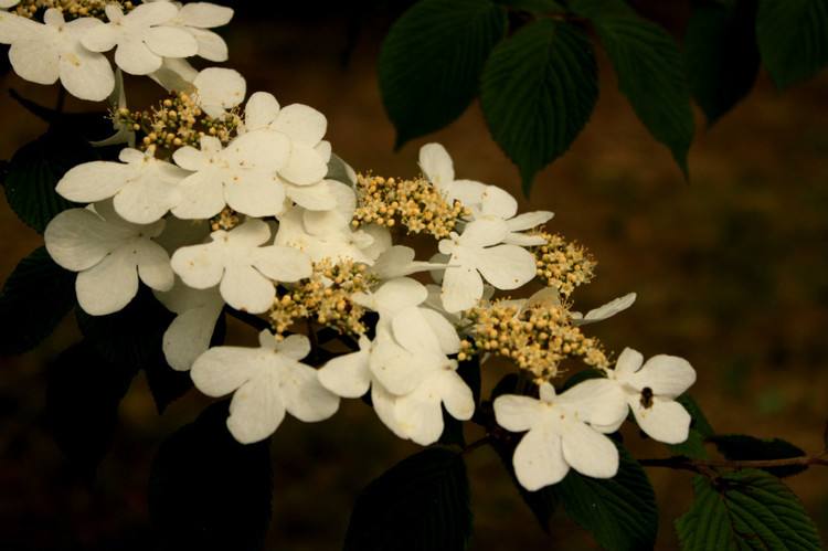 lomatogoniopsis alpina t. n. ho et s. w. liu