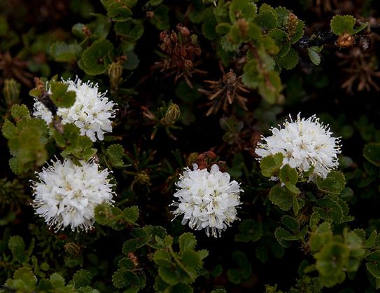 decumbens (ait.) hultén