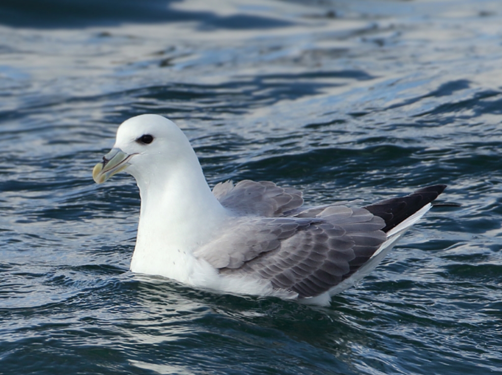 p>暴风鹱(学名: i>fulmarus glacialis /i>):为鹱形目鹱科下的一种