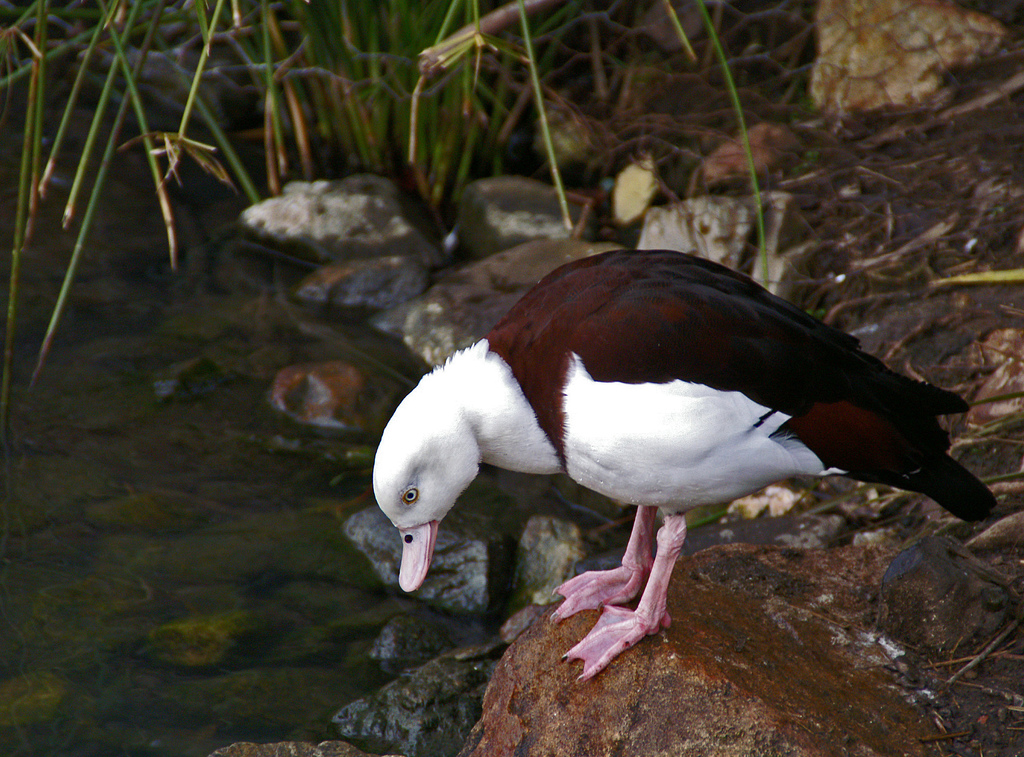  p>白腹麻鸭(学名:tadorna radjah)是 a target="_blank" href="/item