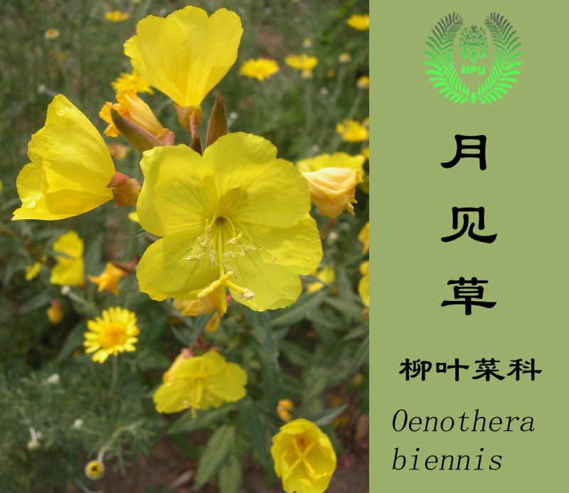 月光草