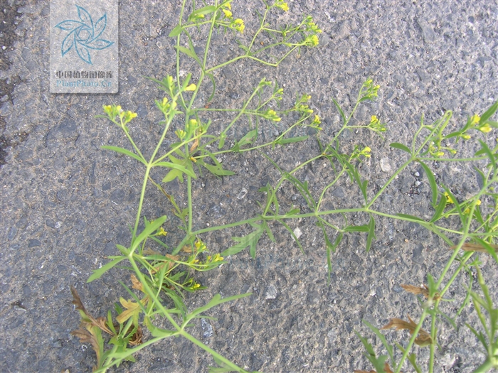  p>糙叶败酱(亚种)( patrinia rupestris (pall.) juss. subsp.