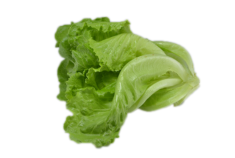  p data-id="gnwls8qdv4">奶油生菜是莴苣的一个变种,味甘甜微苦,颜色