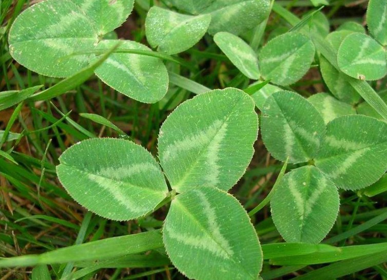 id="gnxbbz3854"> b>匍匐茎型 /b>指的是茎匍匐在地面上类型的植 