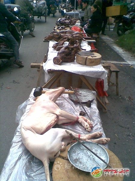 金华湖头狗肉节