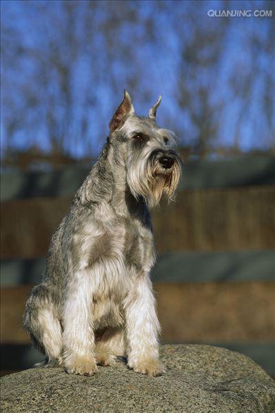  p> b>标准雪纳瑞 /b>是一种精力充沛,体格魁梧的 a href="#" data