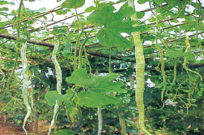  p>蛇瓜(拉丁学名: i>trichosanthes anguina  /i>l.