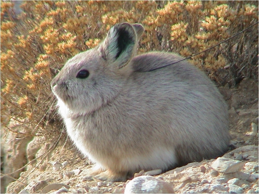  p>侏儒兔(学名: i>brachylagus idahoensis /i>):体重246-462克,平均