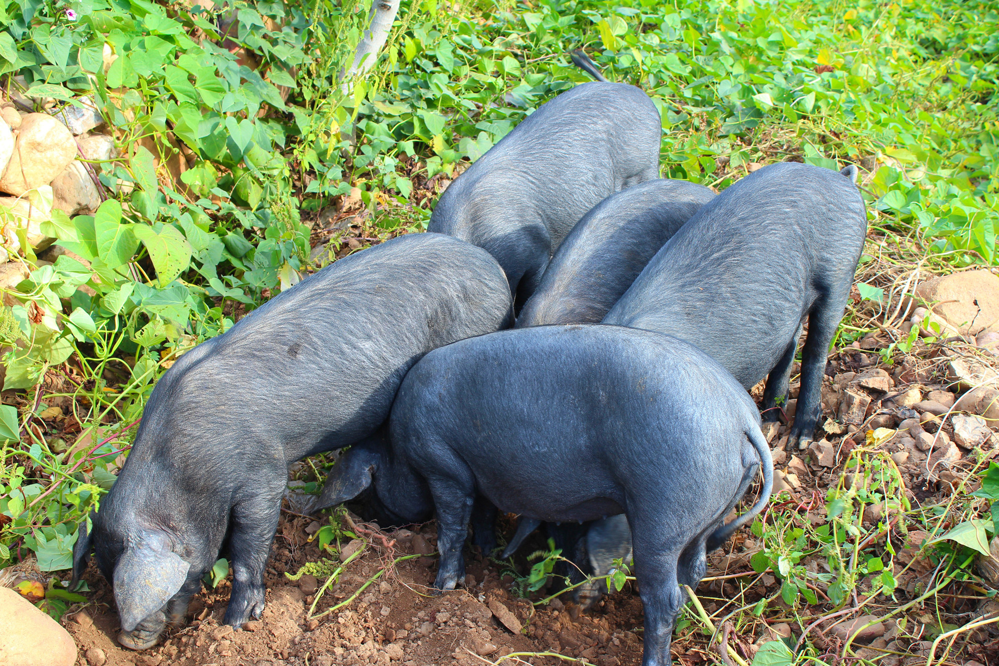  p>烟台黑猪系《祖国优良 a href="#" data-lem