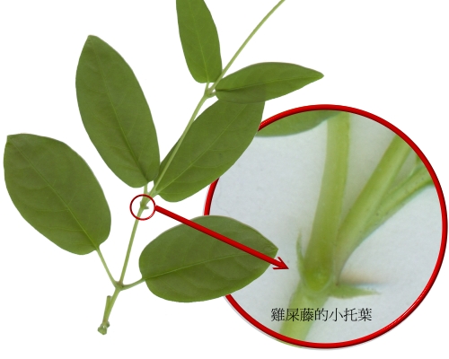 作用;洋槐,酸枣的托叶变成刺;蓼的托叶包围在茎节的基部,形成托叶鞘