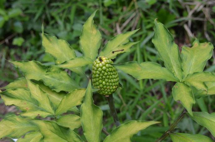  i>pinellia pedatisecta /i>&nbsp;schott)是天南星科半夏属植物