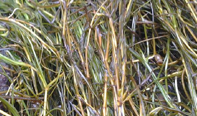  p>角果藻(学名:zannichellia palustris)是眼子菜科角果藻属植物